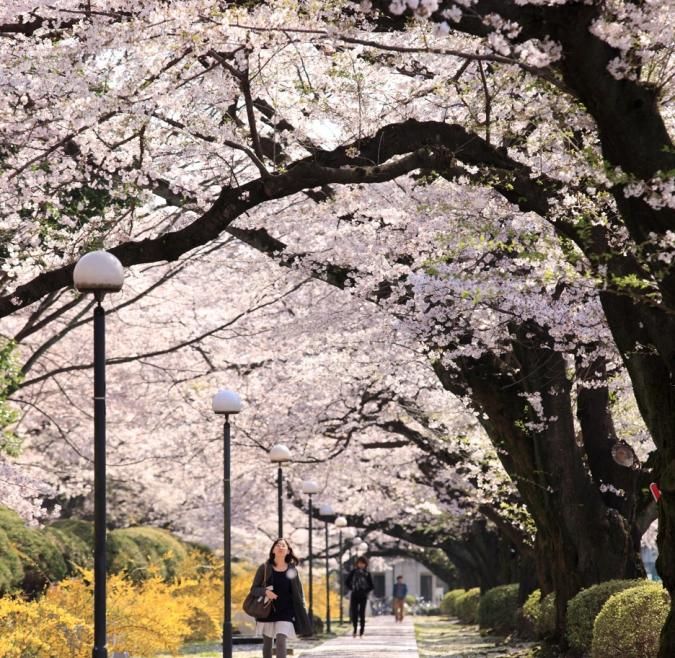 A student walks through a cherry blossom lined street in Tokyo