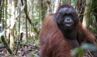 Rutgers Summer Primates Ecology and Conservation in Indonesia