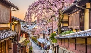 From a hilltop, a small street is line with traditional Japanese style architecture and a cherry blossom tree hangs over the houses, in full bloom