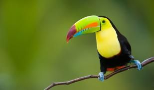 Toucan bird on tree branch in Cost Rica